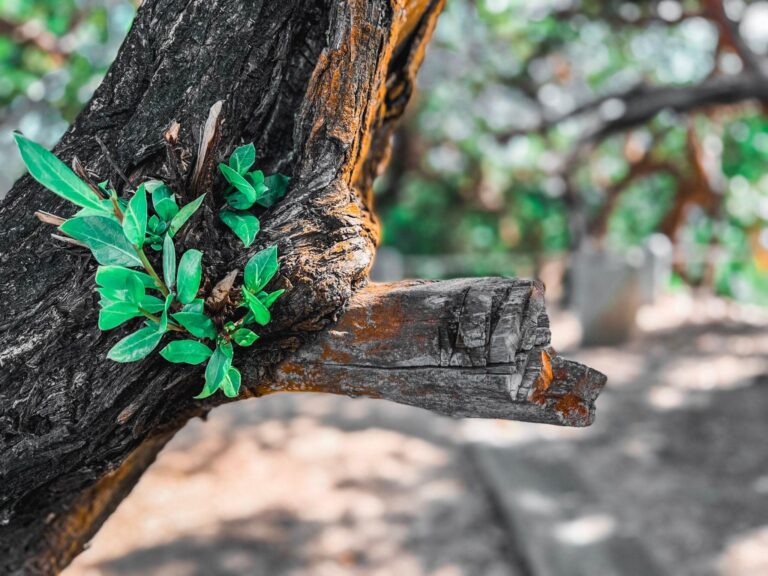 ציפיות ואכזבות